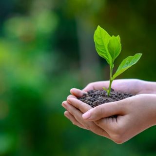 hands holding budding tree