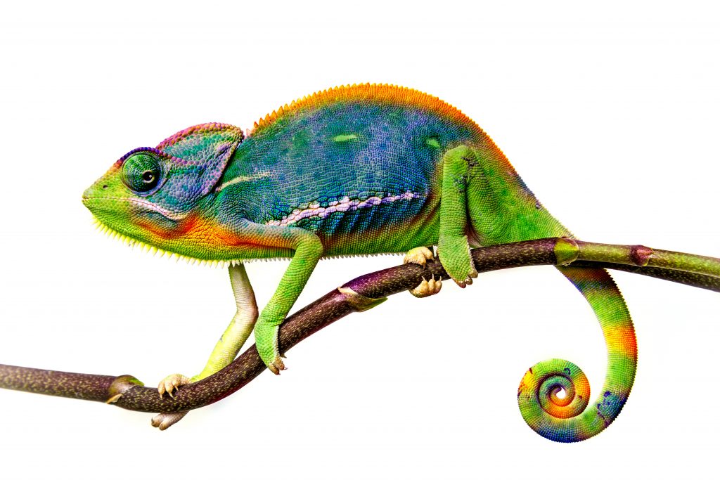 chameleon on thin branch colourful