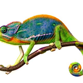 chameleon on thin branch colourful