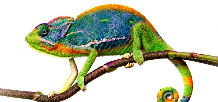 chameleon on thin branch colourful