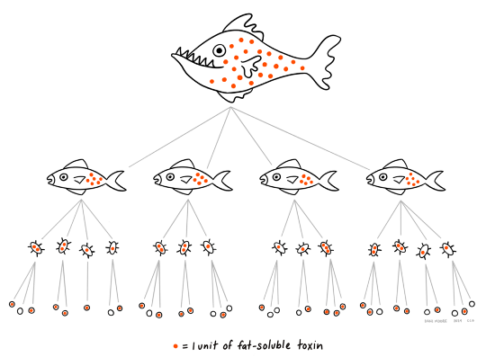 fat soluble toxin chart with fishes